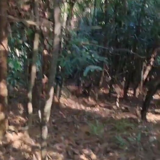 平南县柚树苗