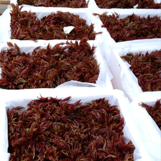 大竹县头茬即将结束还有几天