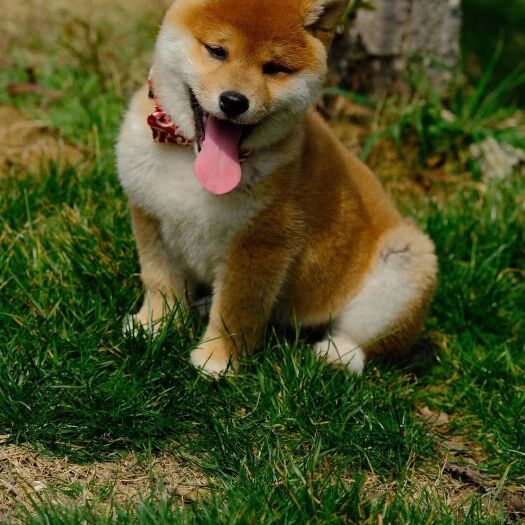 柴犬，日本纯种柴犬