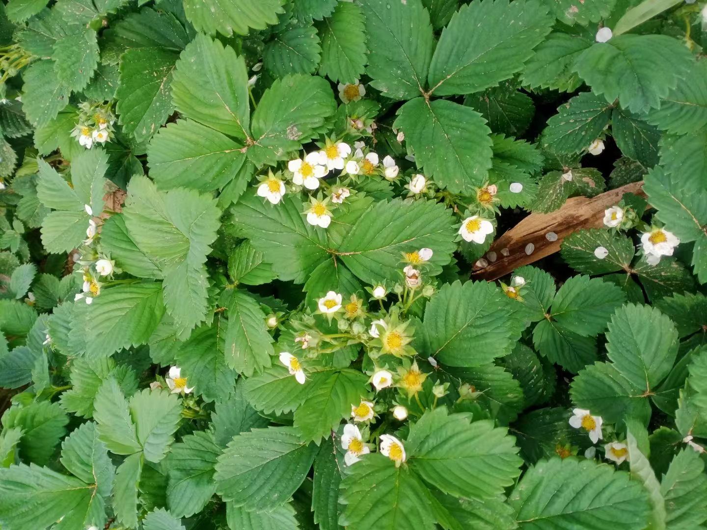 20天结果四季草莓苗奶油草莓红颜草莓盆栽地栽现挖现发当年结