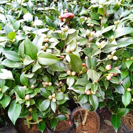 平邑县四季茶花树苗带花苞盆栽耐寒花卉植物室内绿植开花不断