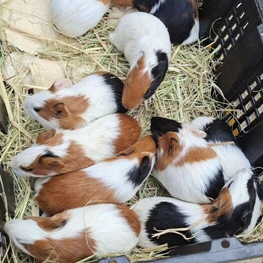 新沂市养殖荷兰猪豚鼠宠物三花双花纯色幼崽荷兰鼠活体幼苗健康包邮
