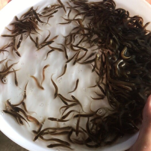 桂林大量出售泥鳅苗，批发价，规格齐全
