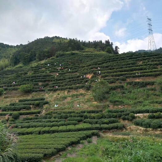 深圳绿茶、云雾茶