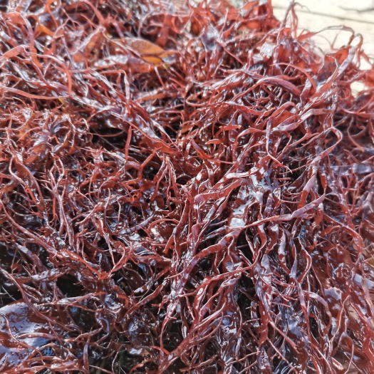 象山县宁波这里叫做海草，凉拌