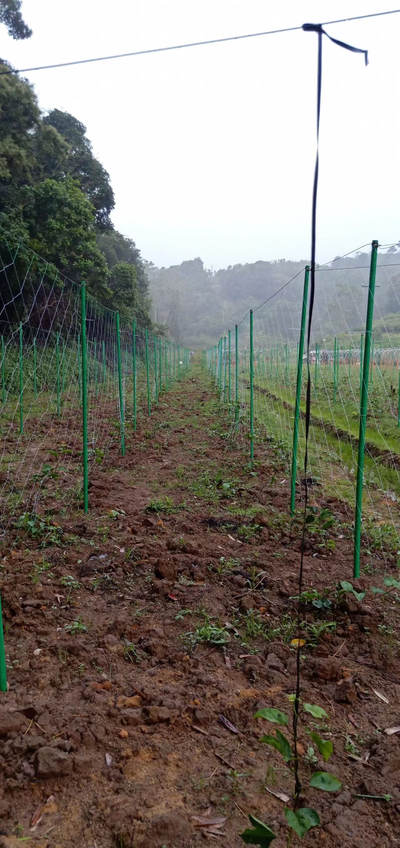 玻璃纤维大小拱棚杆树木支撑杆百香果立柱高强度新型材料防风耐寒