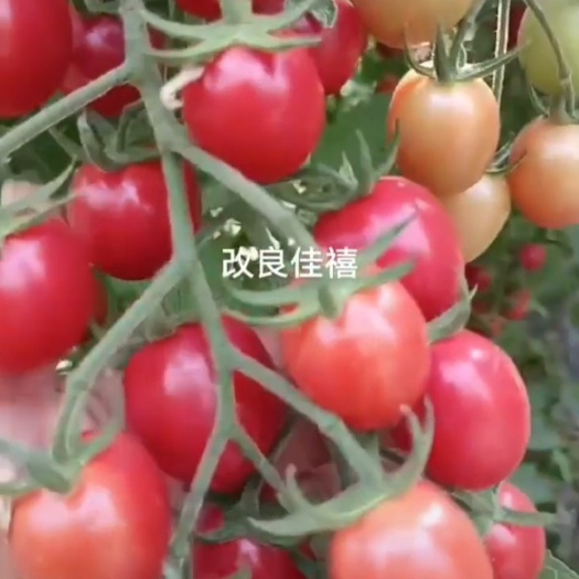 滑县滑县是万亩圣女果种植基地，欢迎朋友们来参观考察