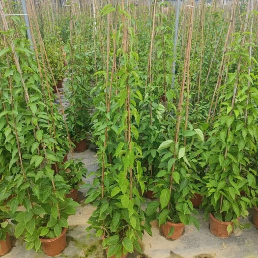 揭阳炮仗花，炮仗藤各种规格，欢迎洽谈合作