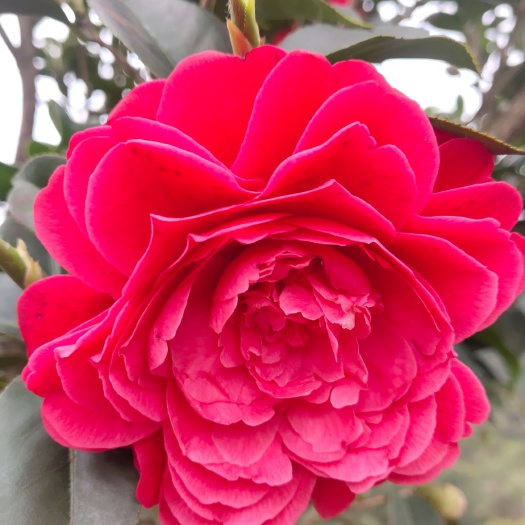 盐津县茶花树 140cm以上