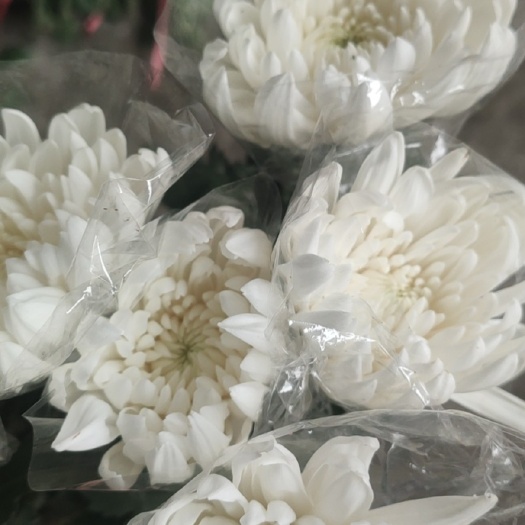 佛山广州黄白菊