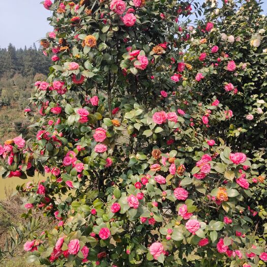 盐津县大型茶花树，高5米，树径18公分以上，自然冠，树冠正无偏冠。