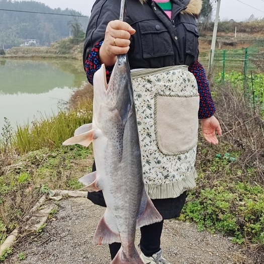 湄潭县鸭嘴鱼，流动水养殖，耐运输