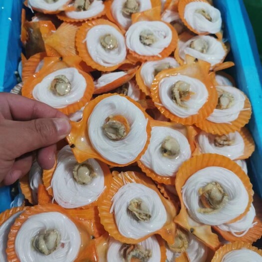 雷州市黄金扇贝