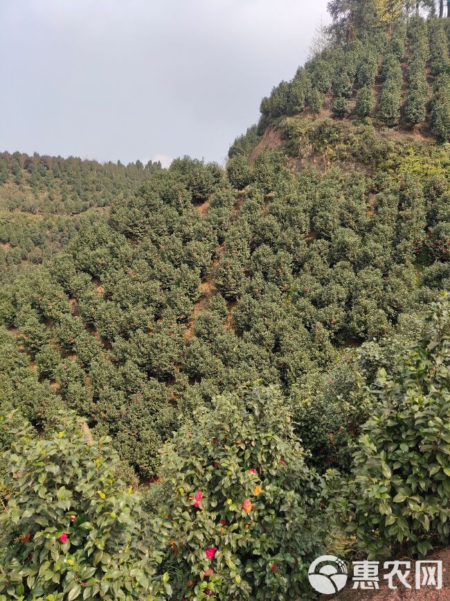 大茶花树 高度500cm以上 。