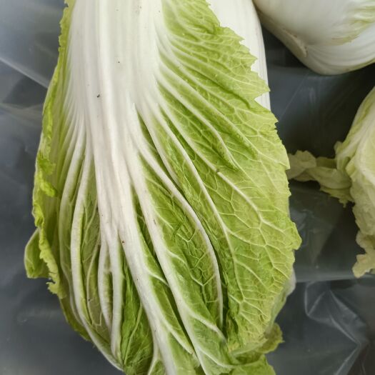米脂县榆林大白菜