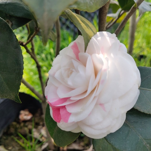 盐津县茶花树