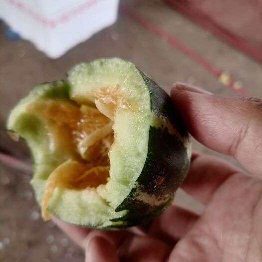 河北唐山乐亭博洋九甜瓜大量开园