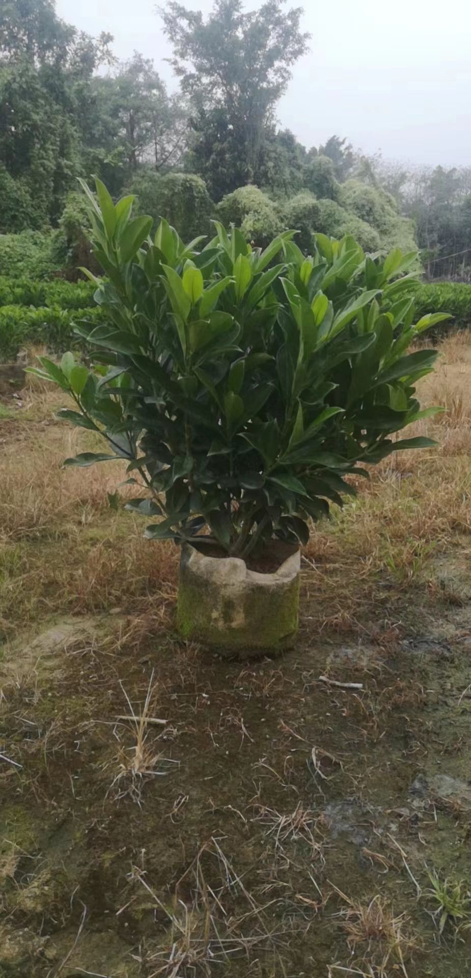 灰莉，非洲茉莉基地直发大量现货产地直发20-200厘米