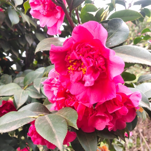 盐津县茶花树