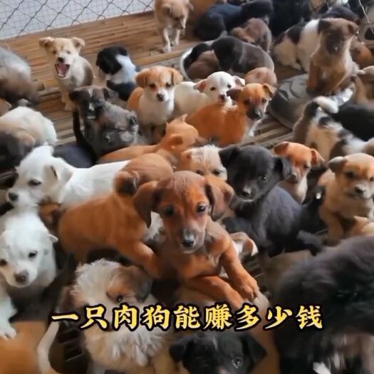 梁山县改良肉狗体型大长势快出肉率高周期短多少米