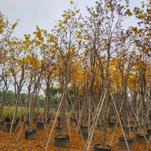 普宁市黄花风铃木（多花）10-12-15公分 诚信经营  保质保量