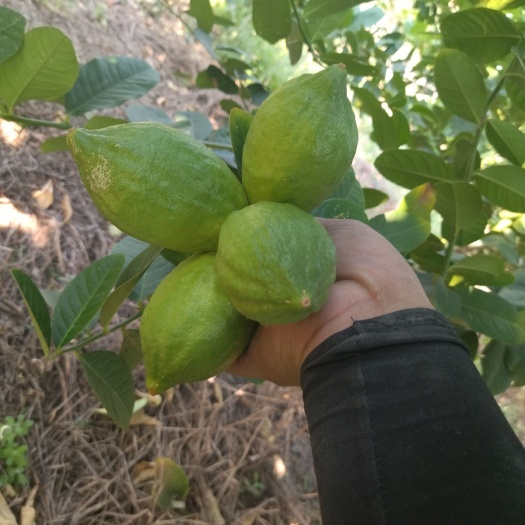 博罗县广东无籽香水柠檬