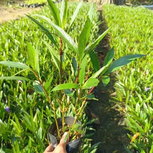揭阳紫花翠芦莉基地直发大量现货3斤杯7斤杯工程苗