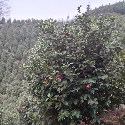 盐津县中小型茶花树