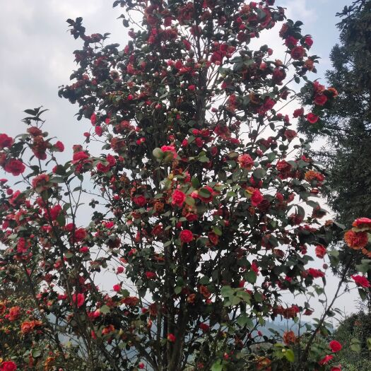 盐津县自然冠5一8公分茶花