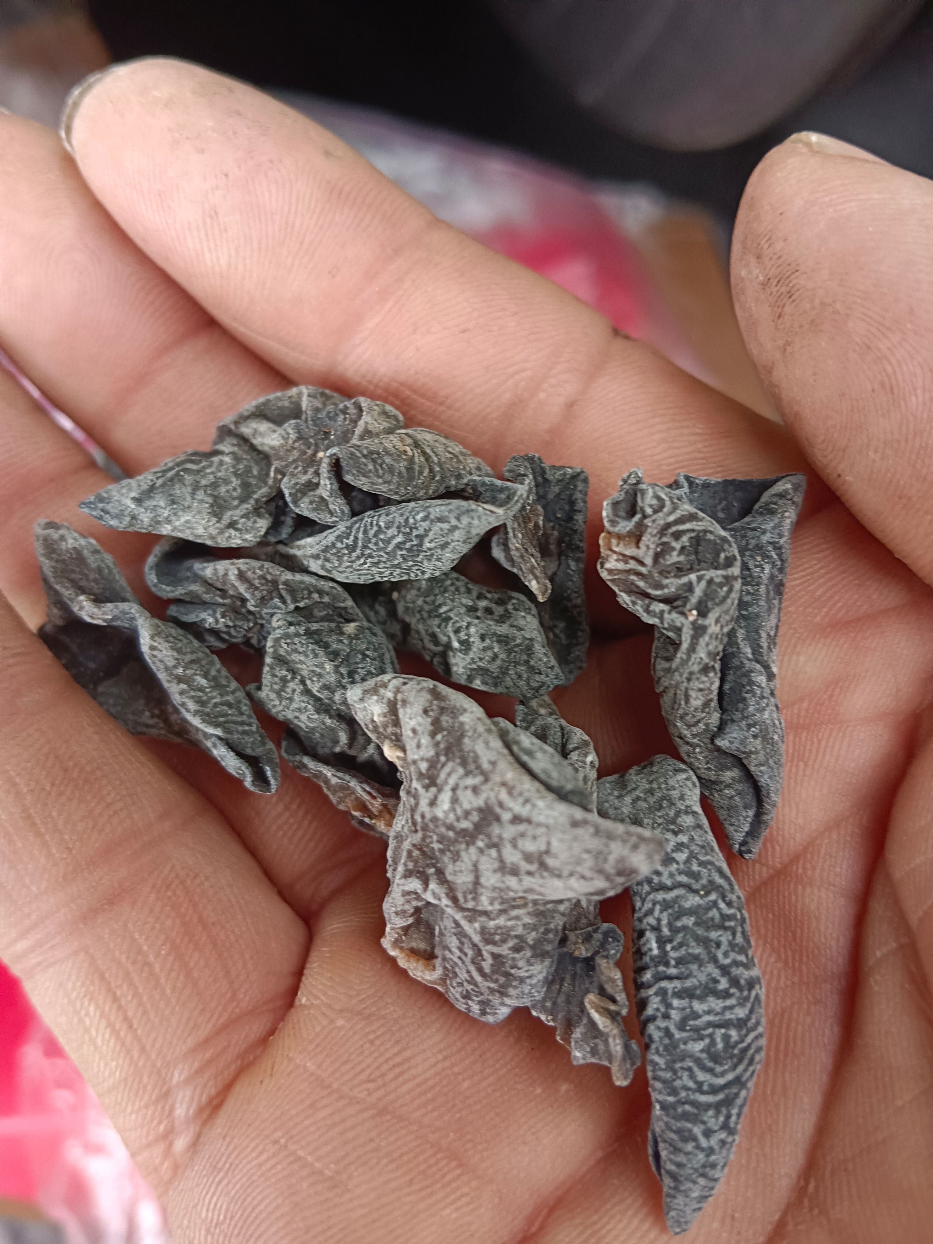 干黑木耳，碗耳