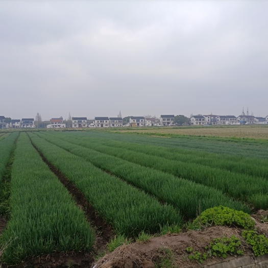 上海香葱