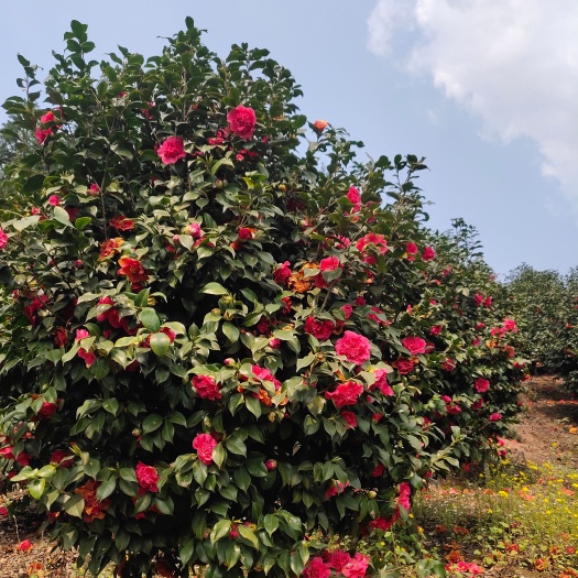 盐津县茶花大苗