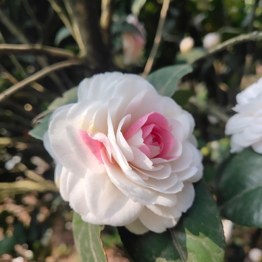 盐津县茶花大苗