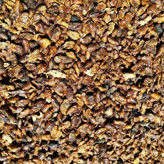 鞍山蚕蛹粉蛋白含量60%