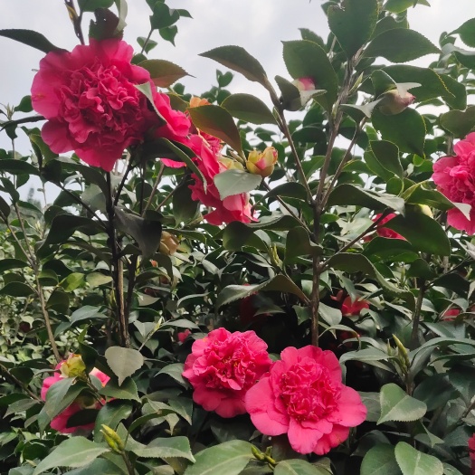 盐津县茶花树 140cm以上