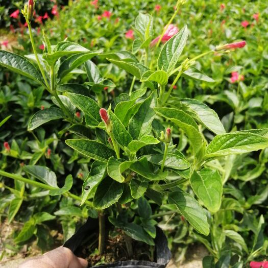 揭阳红花芦莉，大花芦莉