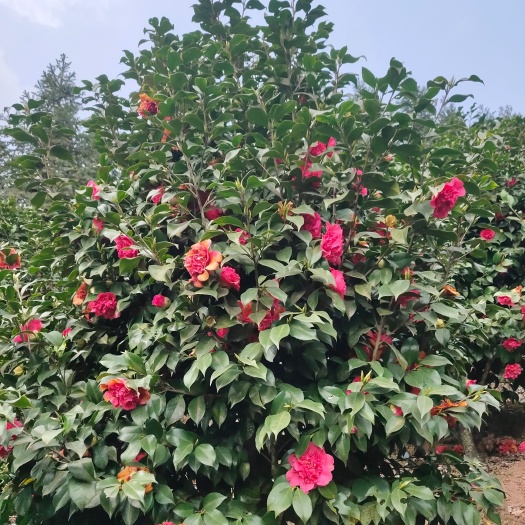 盐津县大七星和牡丹茶花
