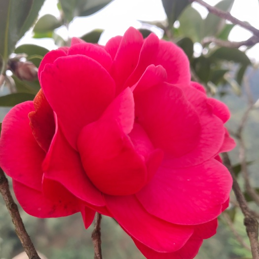 盐津县茶花树
