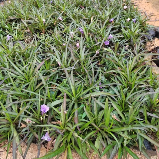 揭阳矮化芦莉