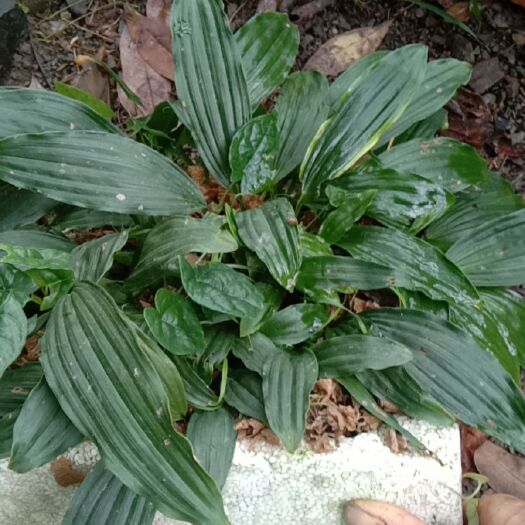 秭归县山慈菇，冰球子，独叶白芨，种苗预售