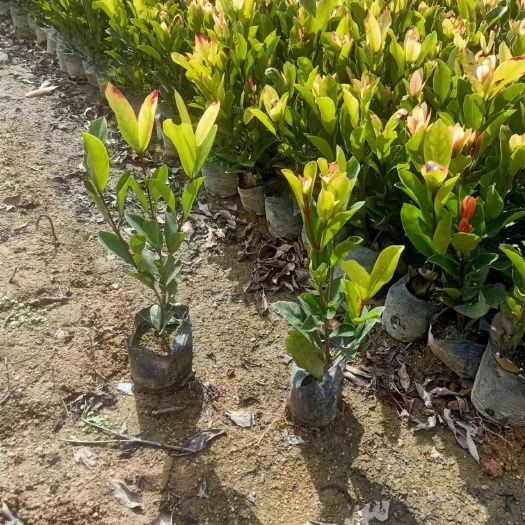 揭阳龙船花，小叶龙船花大量现货基地直发