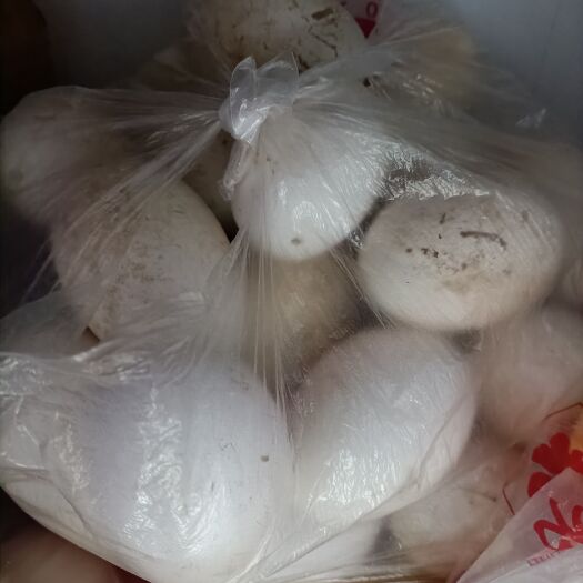 启东市家养的鹅专门吃玉米，正宗的鹅蛋，量不是很多，有需要的可以联系