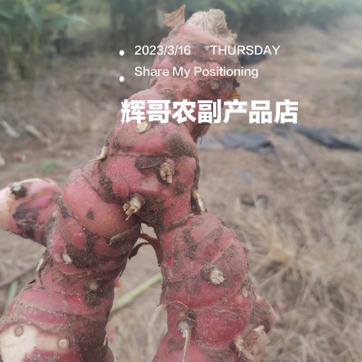遂溪县自家种植新鲜南姜（山姜）