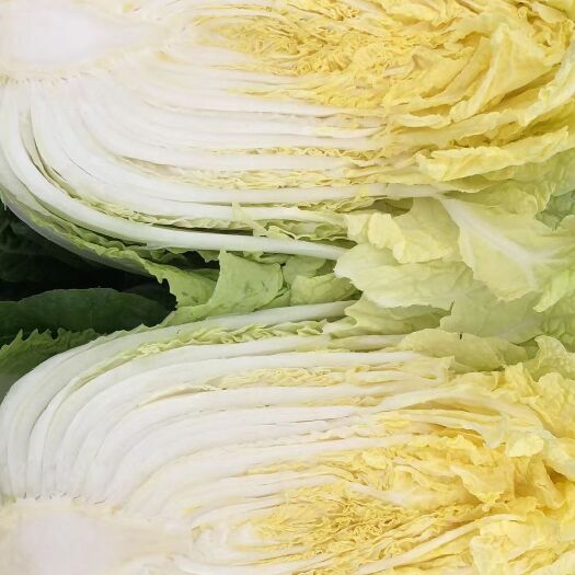 宾阳县黄心大白菜
