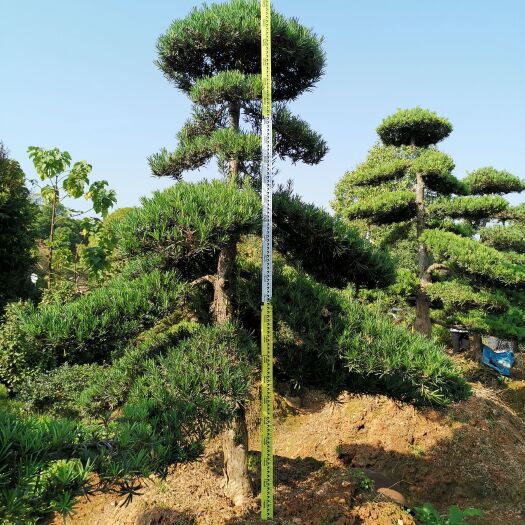 浏阳市造型罗汉松