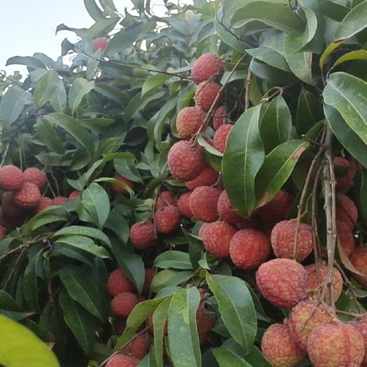 广州仙进奉荔枝