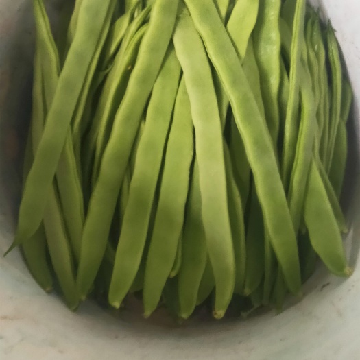 芸豆 扁青芸豆  大扁 商超  电商  市场  大量有货