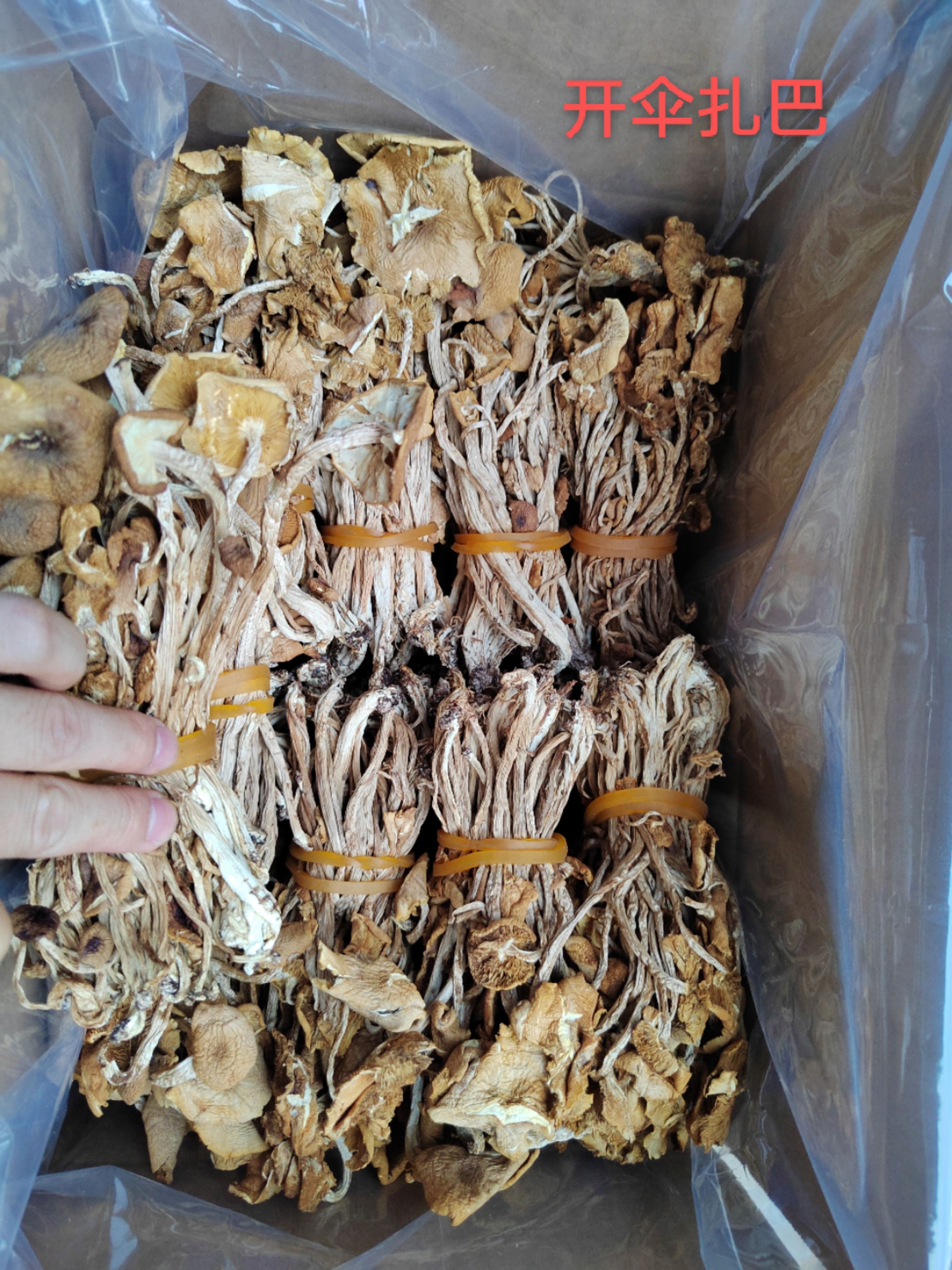 23年新货茶树菇干货开伞茶树菇香嫩农家自产江西广昌茶薪菇散装
