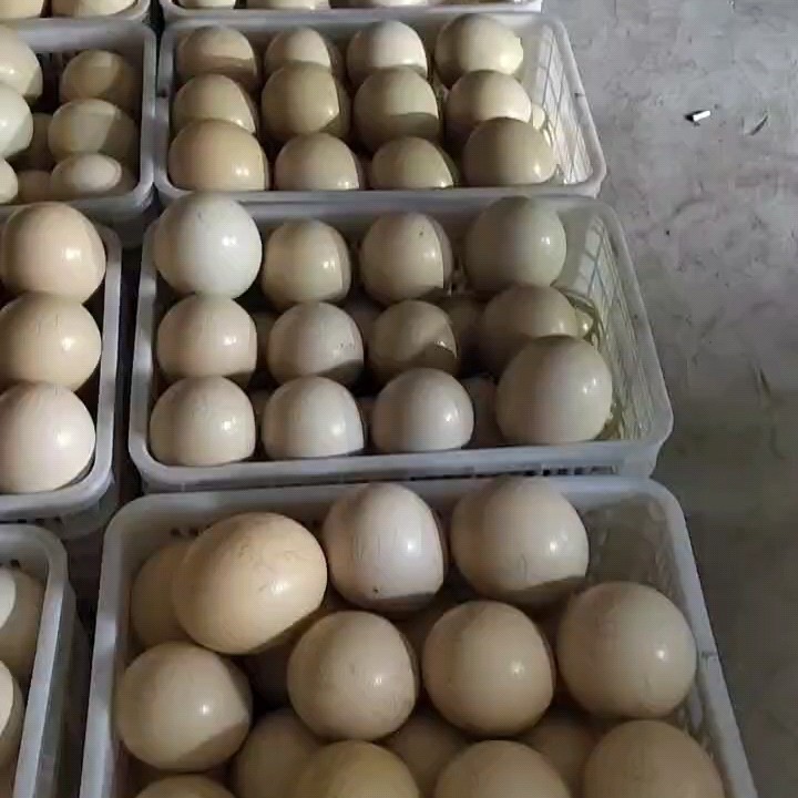 元氏县鸵鸟蛋现货，鸵鸟养殖场直供！各种规格齐全，快递物流自提均可