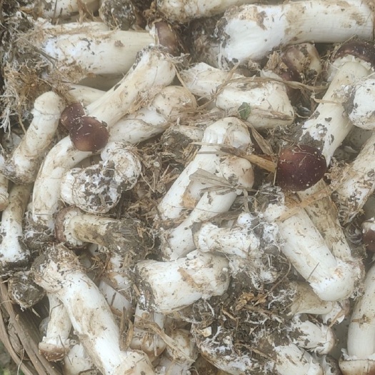 临澧县新鲜赤松茸无开伞，保证质量